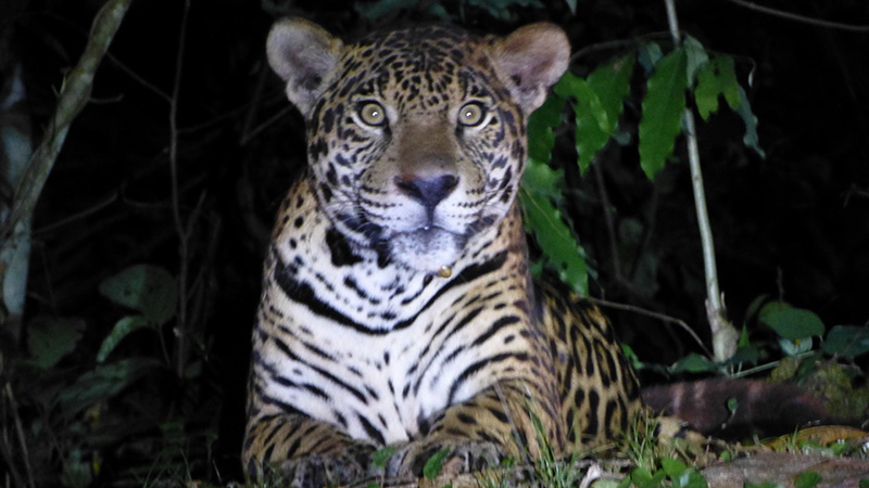 Jaguar Amazon jungle Llama Travel