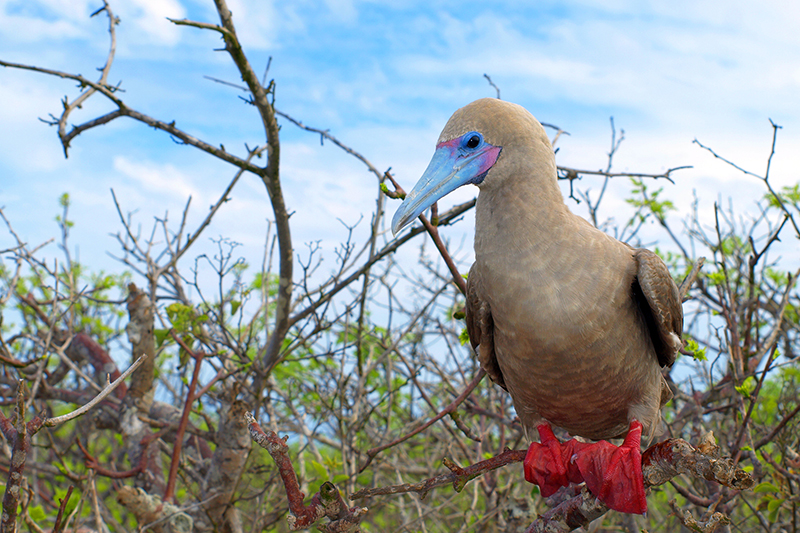 Red footed booby Galapagos Islands