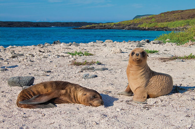 Sea lion cubs Galapagos Llama Travel