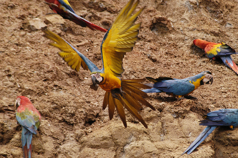 blue and gold macaw Amazon jungle Peru Llama Travel
