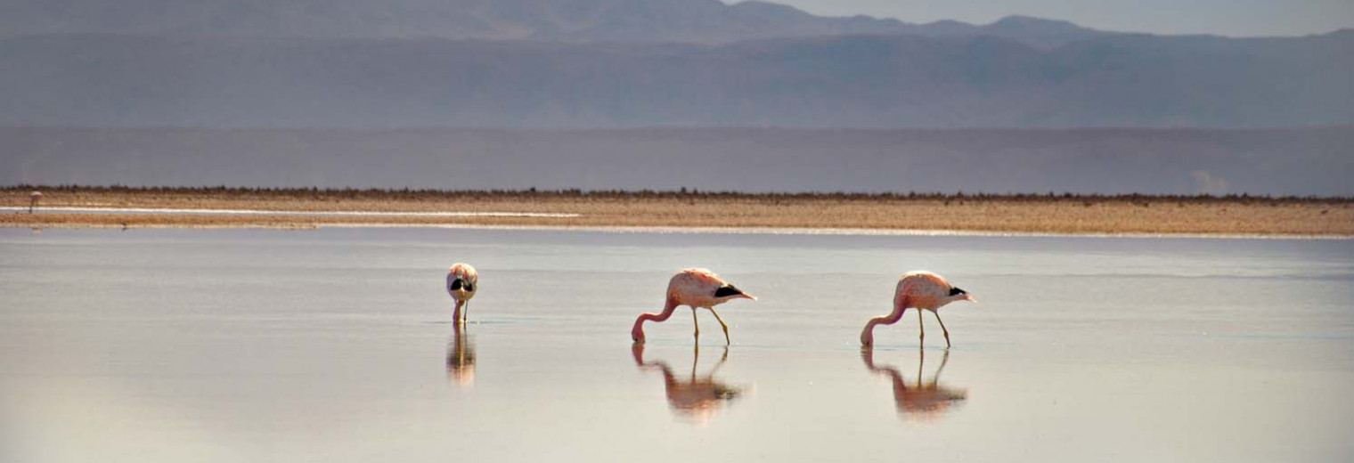 Flamingos, Atacama Desert, Chile