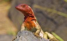 Lava lizard, Galapagos Islands
