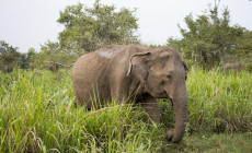 Elephants, Sri Lanka