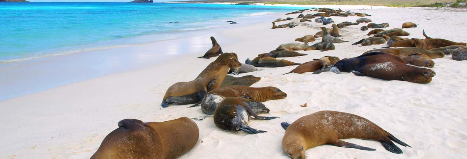 Sea lions at Gardner Bay, Galapagos Islands