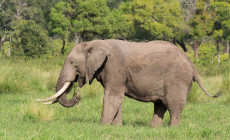 Elephant, Masai Mara, Kenya