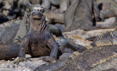 Sunbathing iguana, Galapagos Islands
