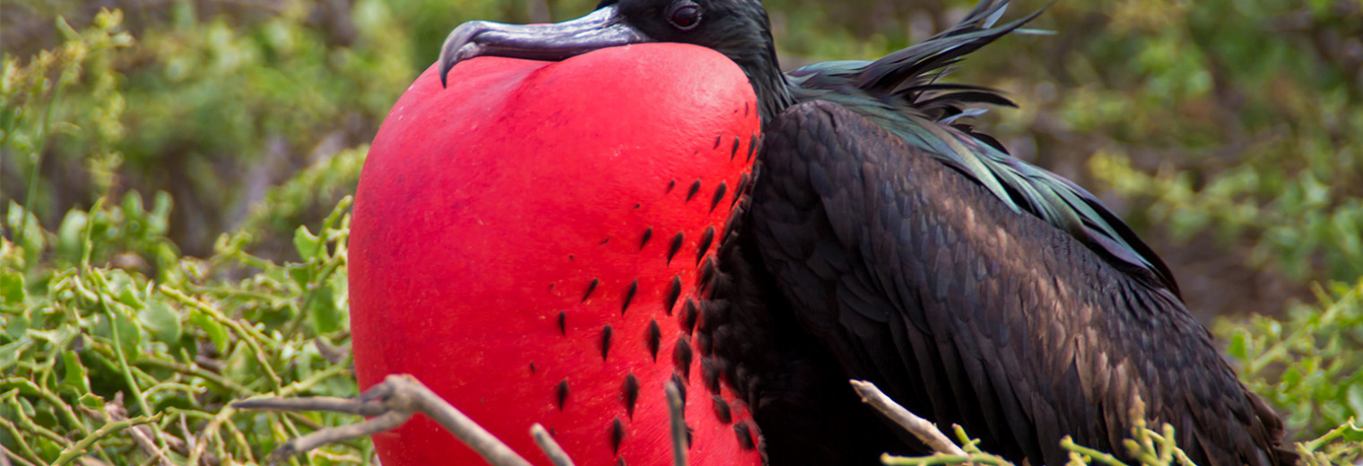 Frigate bird, Galapagos Islands
