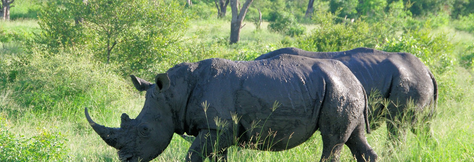 Rhinos, Kruger, South Africa