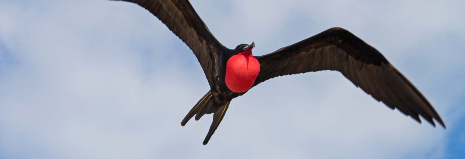 Frigate bird, Galapagos Islands