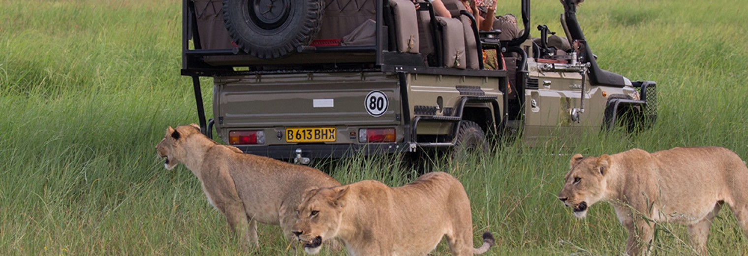 Lion with safari truck, Okavango, Botswana